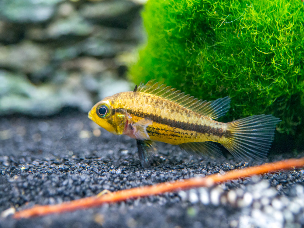 Triple Red Cockatoo Dwarf Cichlid (Apistogramma cacatuoides), Tank-Bred