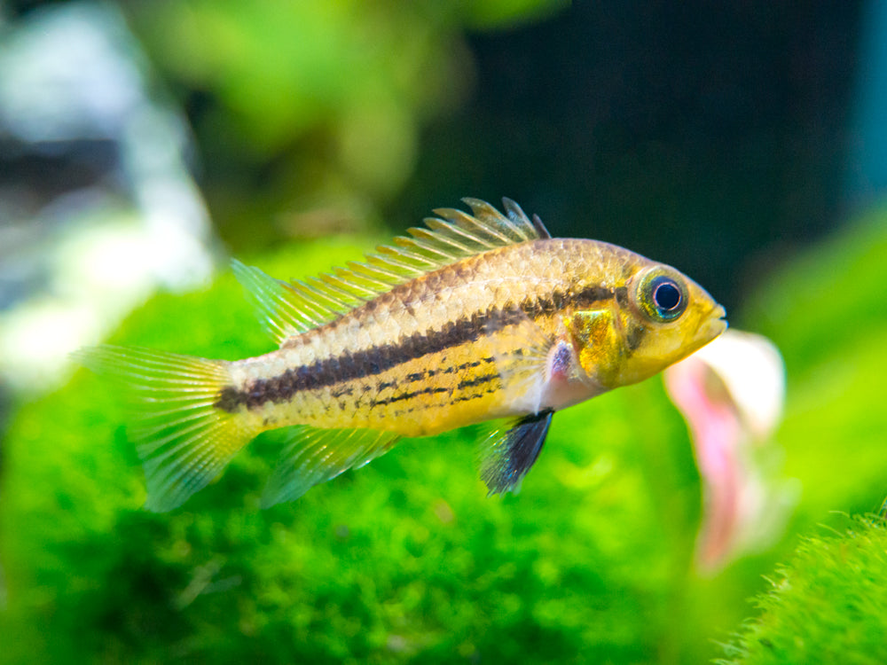 Triple Red Cockatoo Dwarf Cichlid (Apistogramma cacatuoides), Tank-Bred