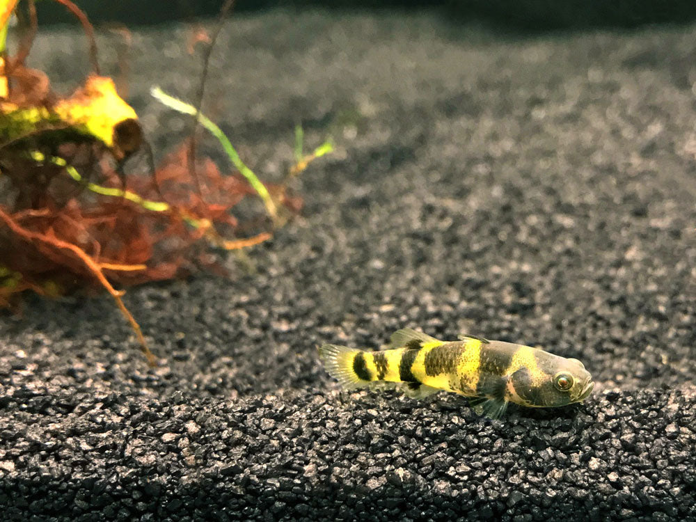 True Freshwater Bumblebee Goby (Brachygobius xanthomelas)