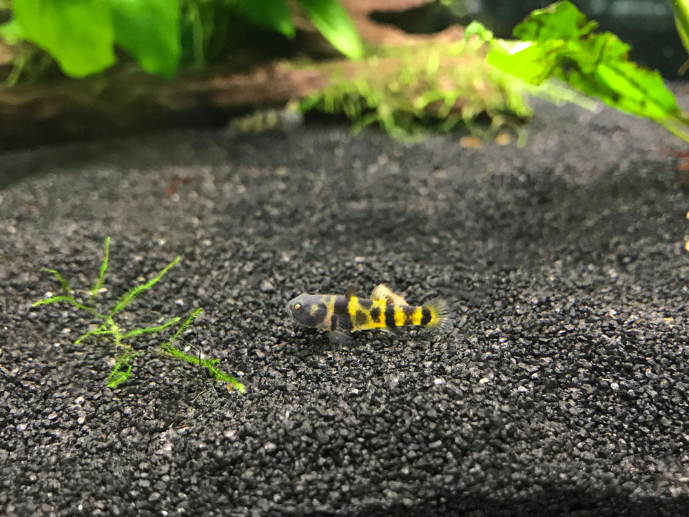 True Freshwater Bumblebee Goby (Brachygobius xanthomelas)