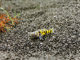 True Freshwater Bumblebee Goby (Brachygobius xanthomelas)