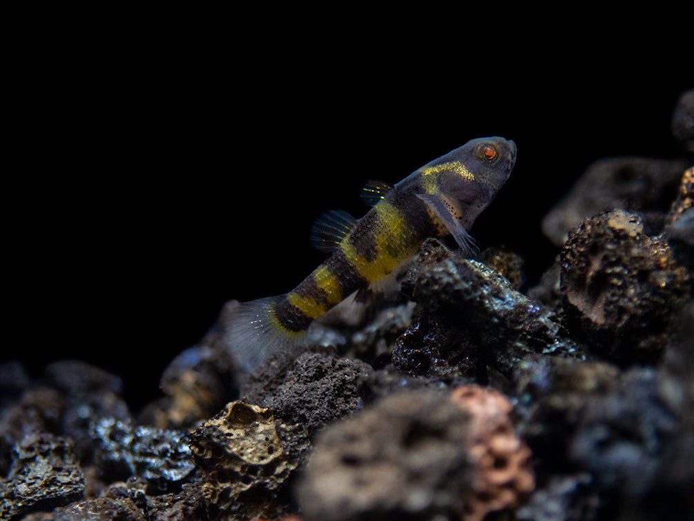 True Freshwater Bumblebee Goby (Brachygobius xanthomelas)