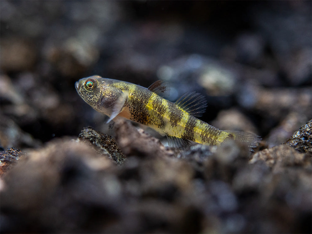 True Freshwater Bumblebee Goby (Brachygobius xanthomelas)