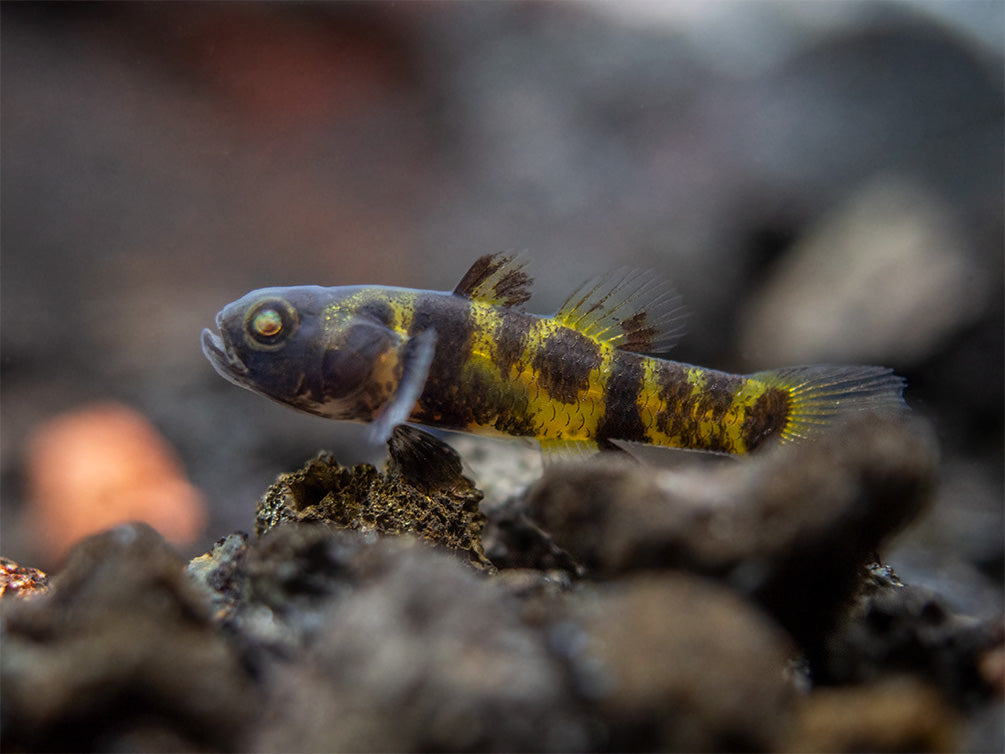 True Freshwater Bumblebee Goby (Brachygobius xanthomelas)