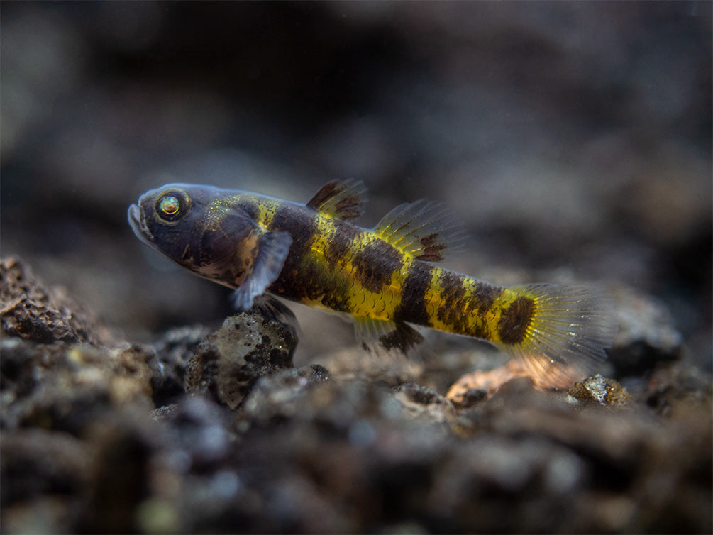 True Freshwater Bumblebee Goby (Brachygobius xanthomelas)