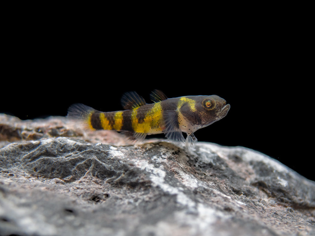 True Freshwater Bumblebee Goby (Brachygobius xanthomelas)