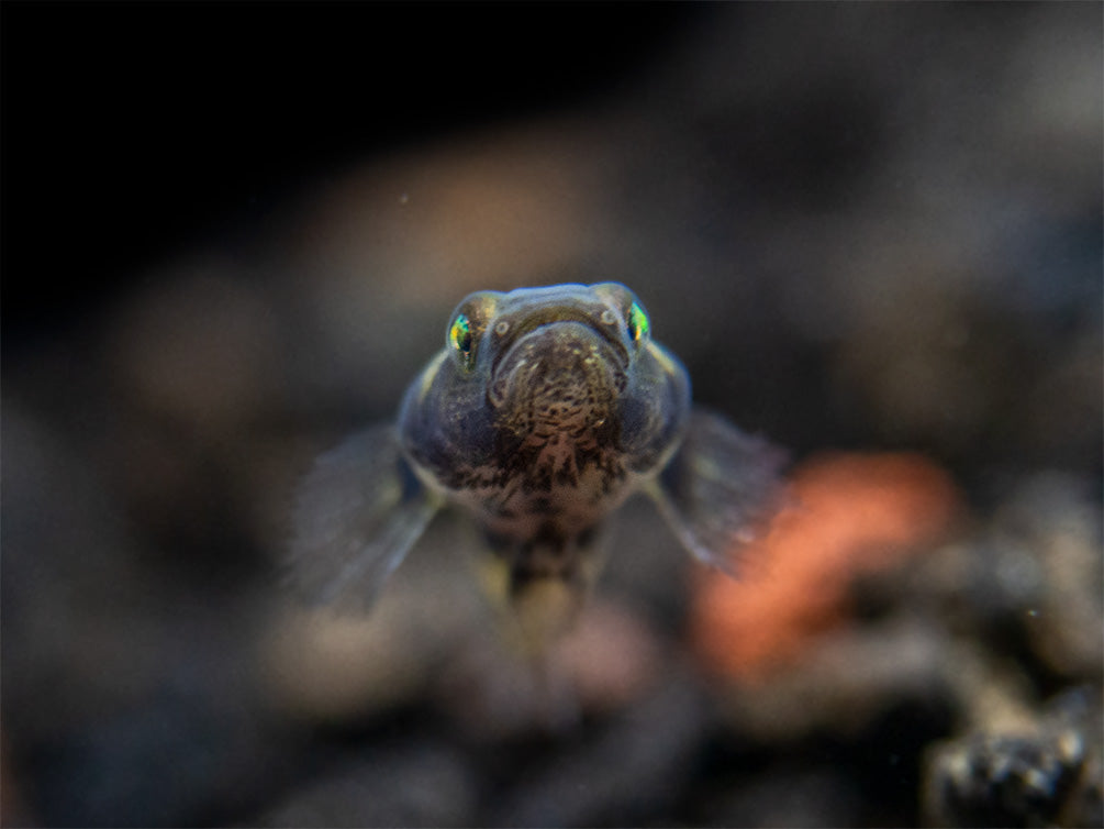 True Freshwater Bumblebee Goby (Brachygobius xanthomelas)