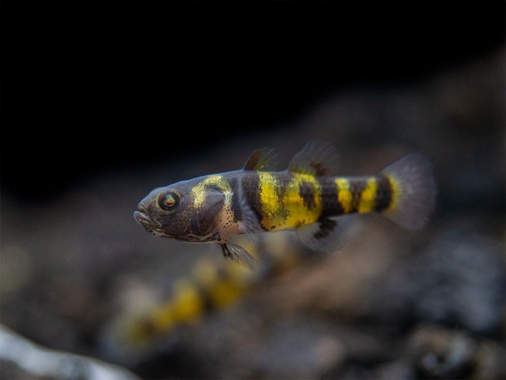 True Freshwater Bumblebee Goby (Brachygobius xanthomelas)