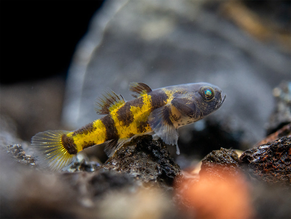 True Freshwater Bumblebee Goby (Brachygobius xanthomelas)