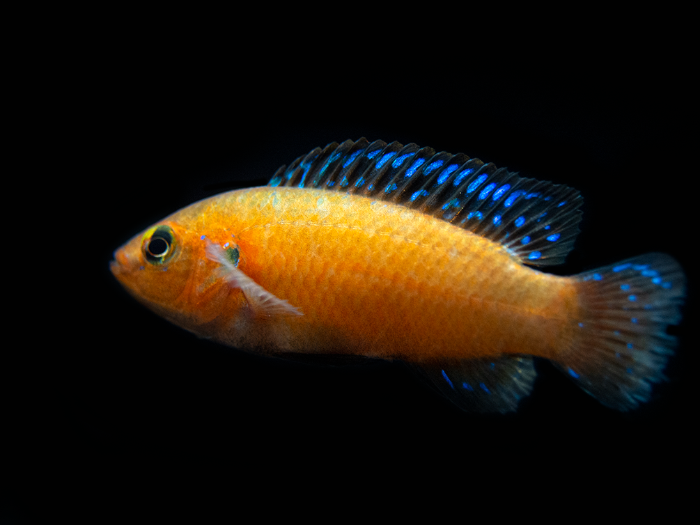 Turkana Jewel Cichlid (Hemichromis exsul), Tank-Bred!