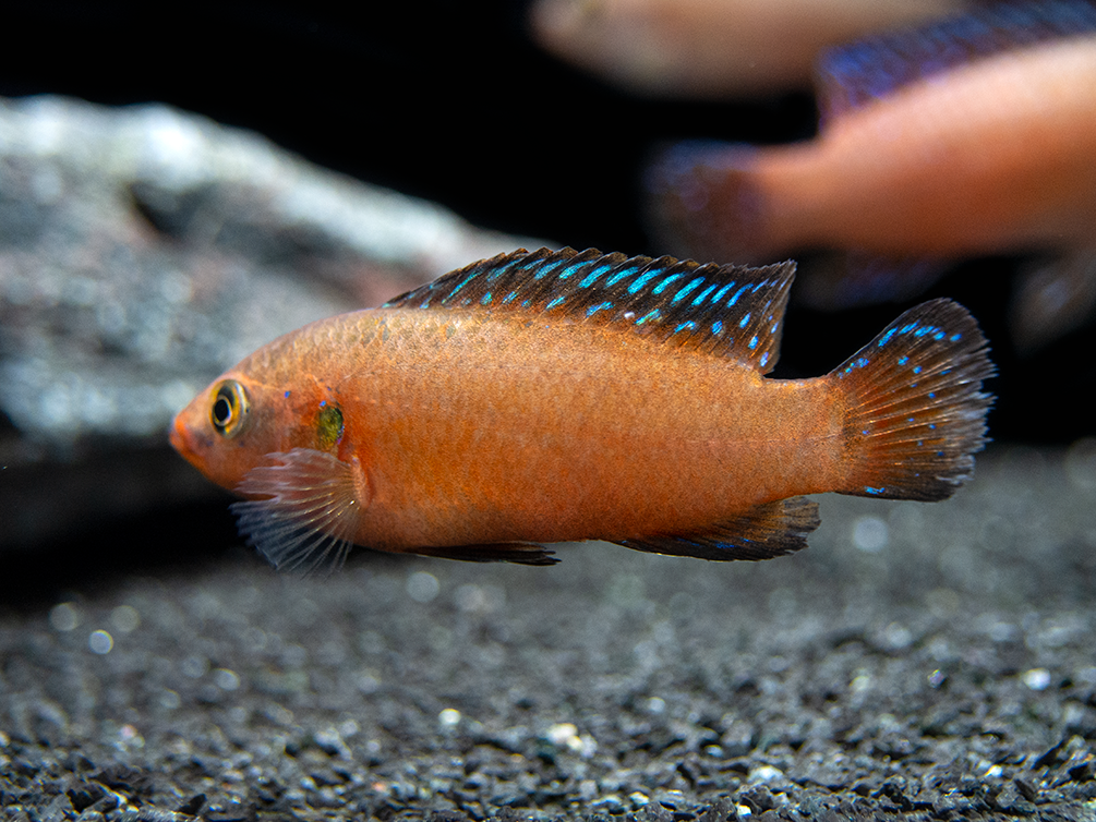 Turkana Jewel Cichlid (Hemichromis exsul), Tank-Bred!