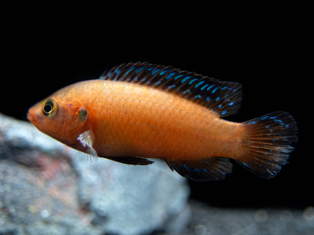 Turkana Jewel Cichlid (Hemichromis exsul), Tank-Bred!