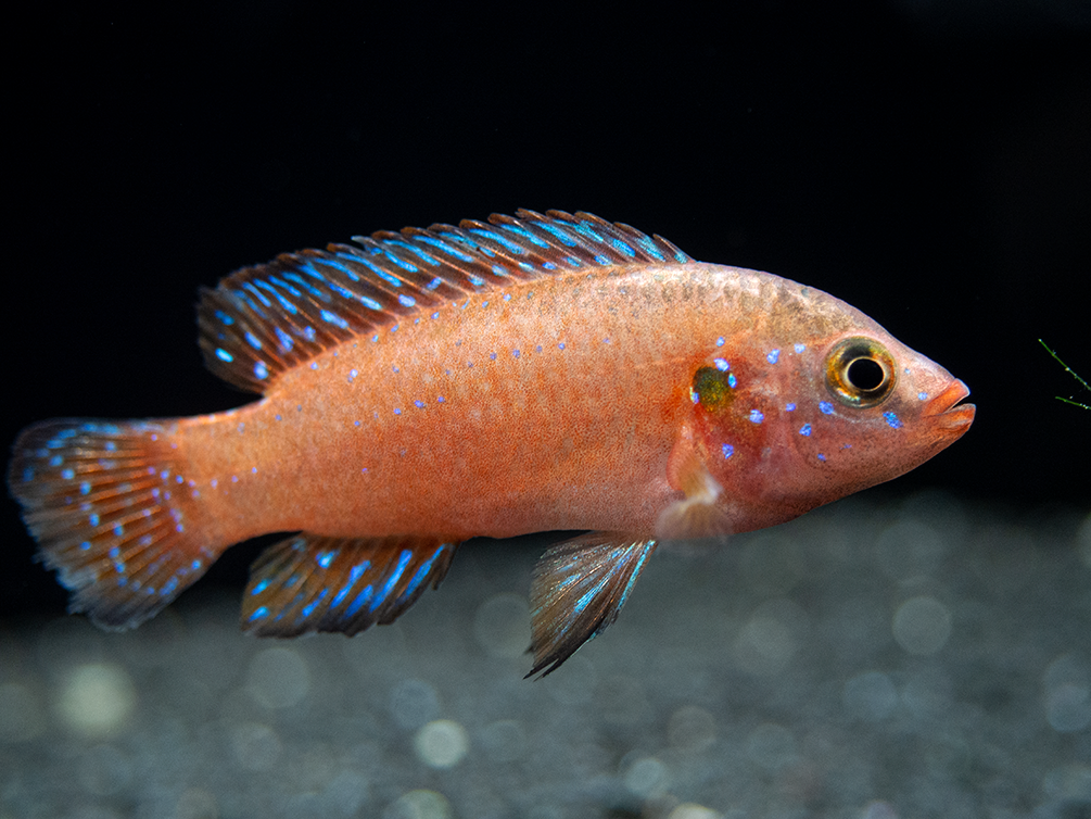Turkana Jewel Cichlid (Hemichromis exsul), Tank-Bred!