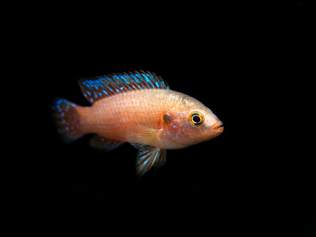 Turkana Jewel Cichlid (Hemichromis exsul), Tank-Bred!