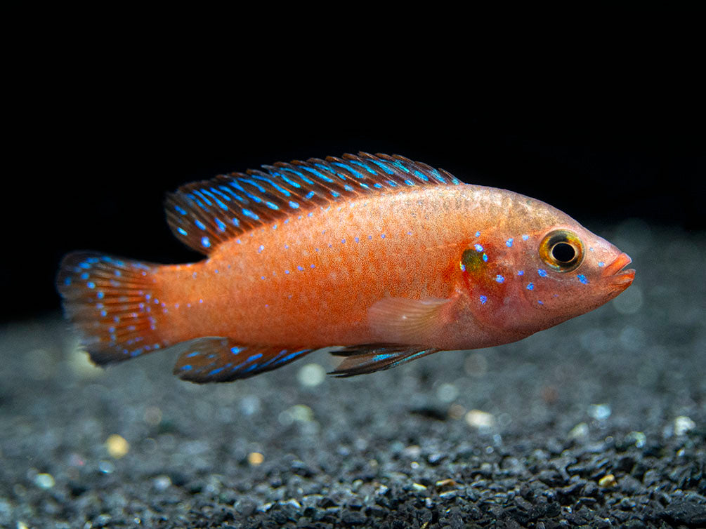 Turkana Jewel Cichlid (Hemichromis exsul), Tank-Bred!