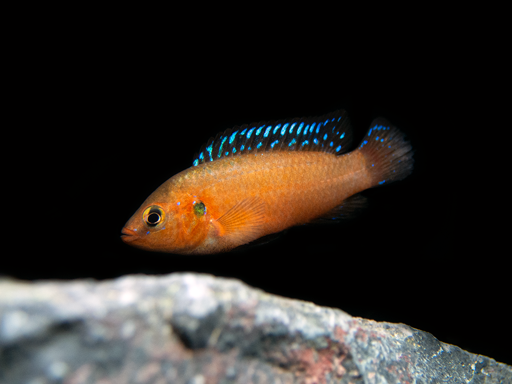 Turkana Jewel Cichlid (Hemichromis exsul), Tank-Bred!