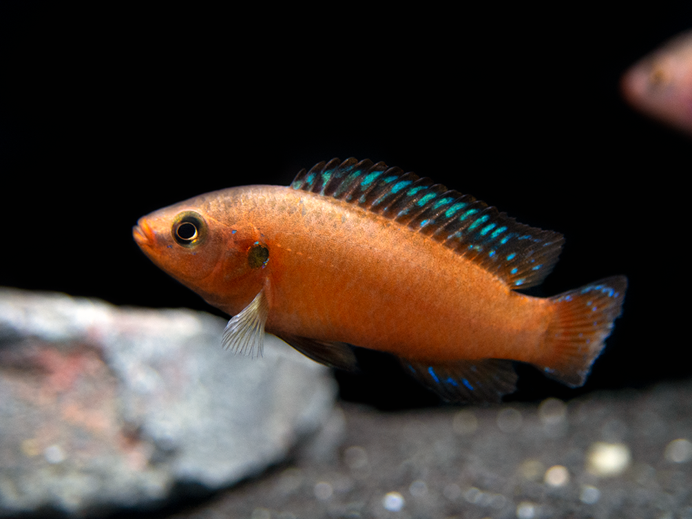 Turkana Jewel Cichlid (Hemichromis exsul), Tank-Bred!