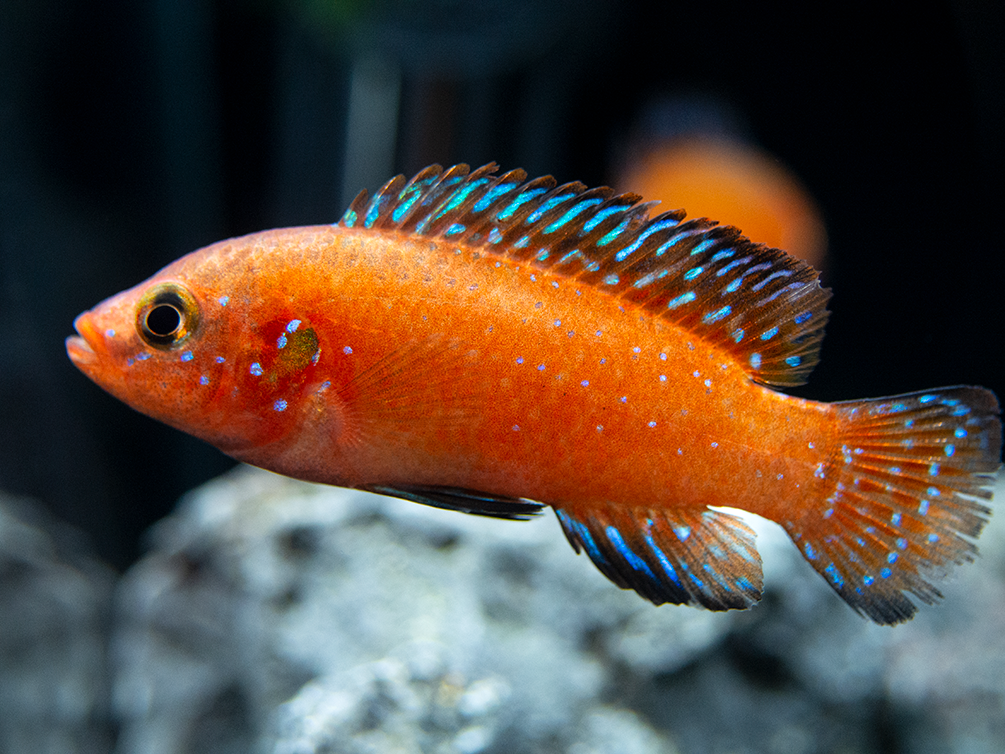 Turkana Jewel Cichlid (Hemichromis exsul), Tank-Bred!