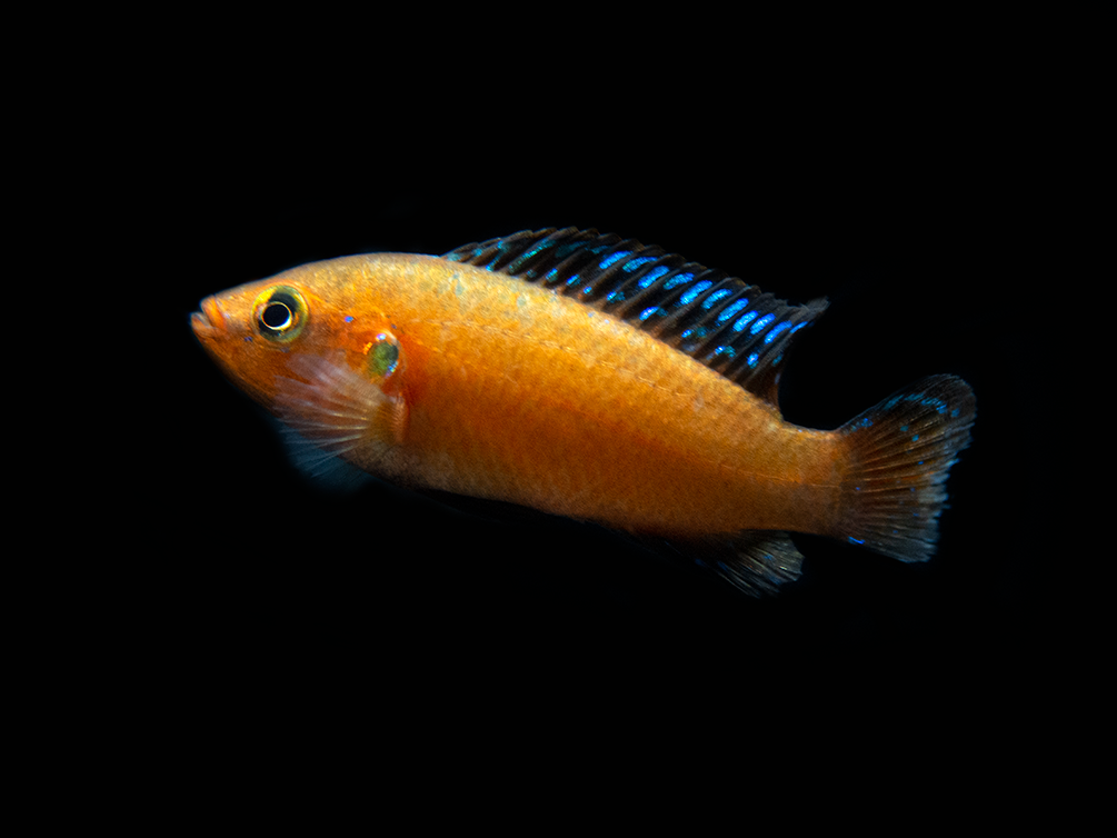 Turkana Jewel Cichlid (Hemichromis exsul), Tank-Bred! Fish