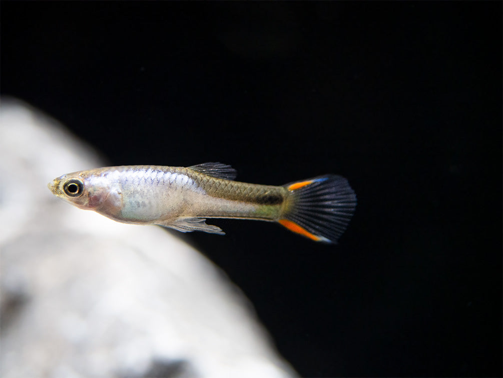 El Silverado Endler's Livebearer (Poecilia wingei), K Class Males and Females, USA BRED!!!