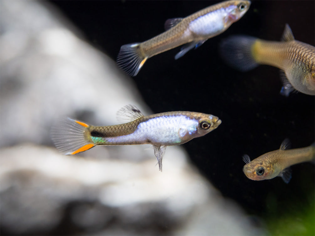 El Silverado Endler's Livebearer (Poecilia wingei), K Class Males and Females, USA BRED!!!