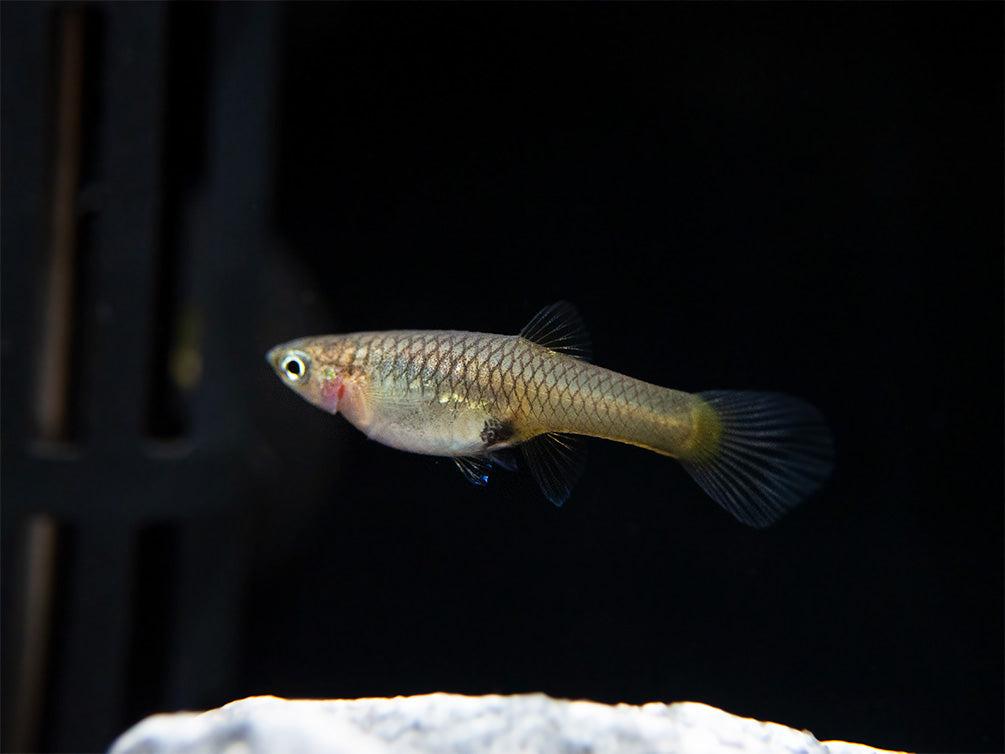 El Silverado Endler's Livebearer (Poecilia wingei), K Class Males and Females, USA BRED!!!