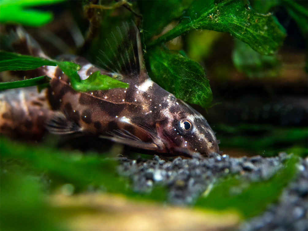 Upside-Down Catfish (Synodontis nigriventris), USA Bred - Aquatic Arts