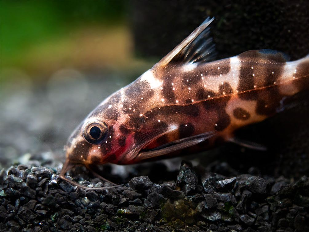 Upside-Down Catfish (Synodontis nigriventris), USA Bred!