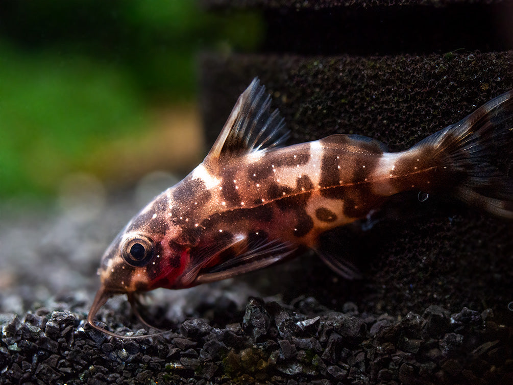 Upside-Down Catfish (Synodontis nigriventris), USA Bred - Aquatic Arts
