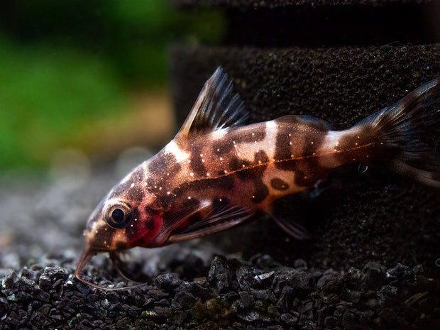 Upside-Down Catfish (Synodontis nigriventris), USA Bred!