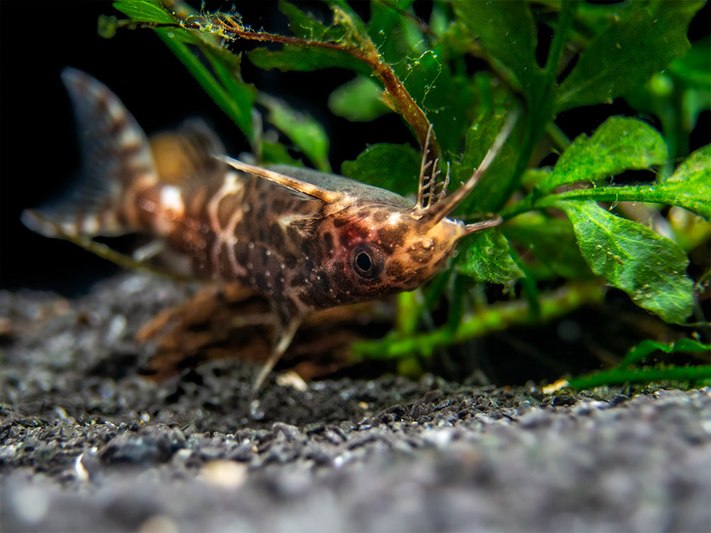 Upside-Down Catfish (Synodontis nigriventris), USA Bred - Aquatic Arts