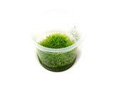 Grass Leaved Bladderwort (Utricularia graminifolia) Tissue Culture