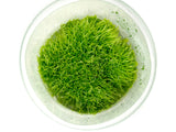 Grass Leaved Bladderwort (Utricularia graminifolia) Tissue Culture