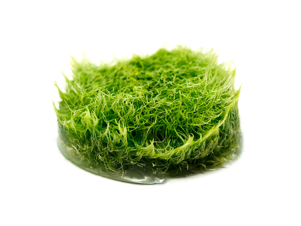 Grass Leaved Bladderwort (Utricularia graminifolia) Tissue Culture