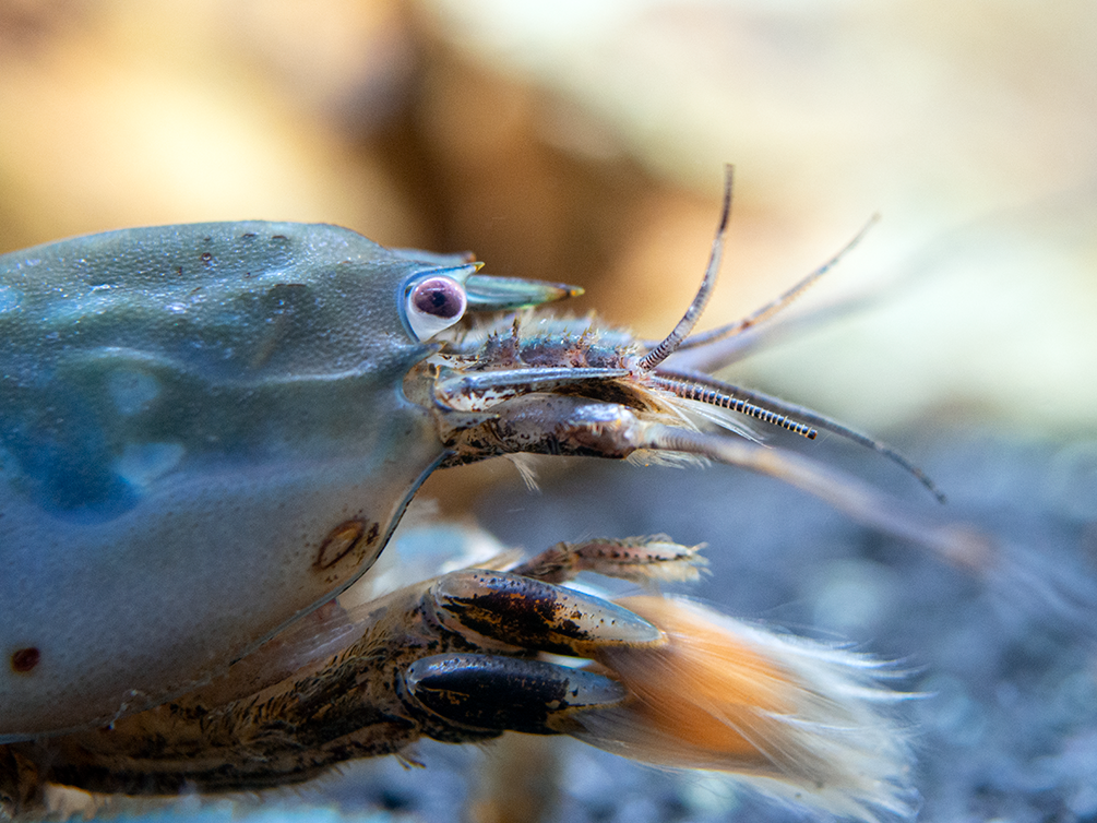 freshwater vampire shrimp for aquarium