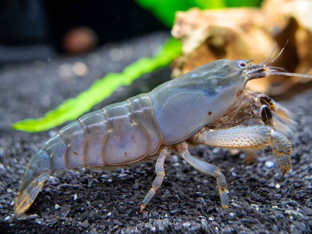 blue freshwater vampire shrimp