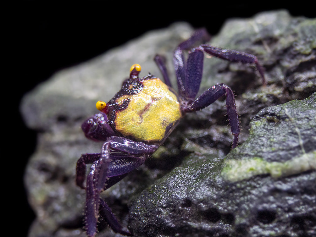 Vampire Crab (Geosesarma dennerle) - Aquatic Arts
