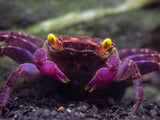 Vampire Crab (Geosesarma dennerle)