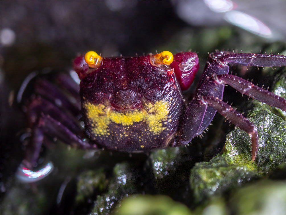 Vampire Crab (Geosesarma dennerle)