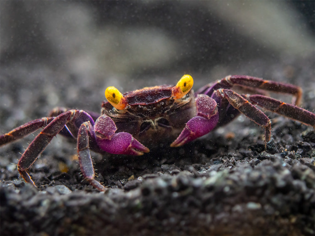 Vampire Crab (Geosesarma dennerle)