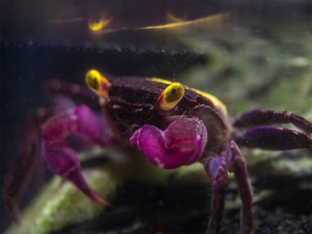 Vampire Crab (Geosesarma dennerle)