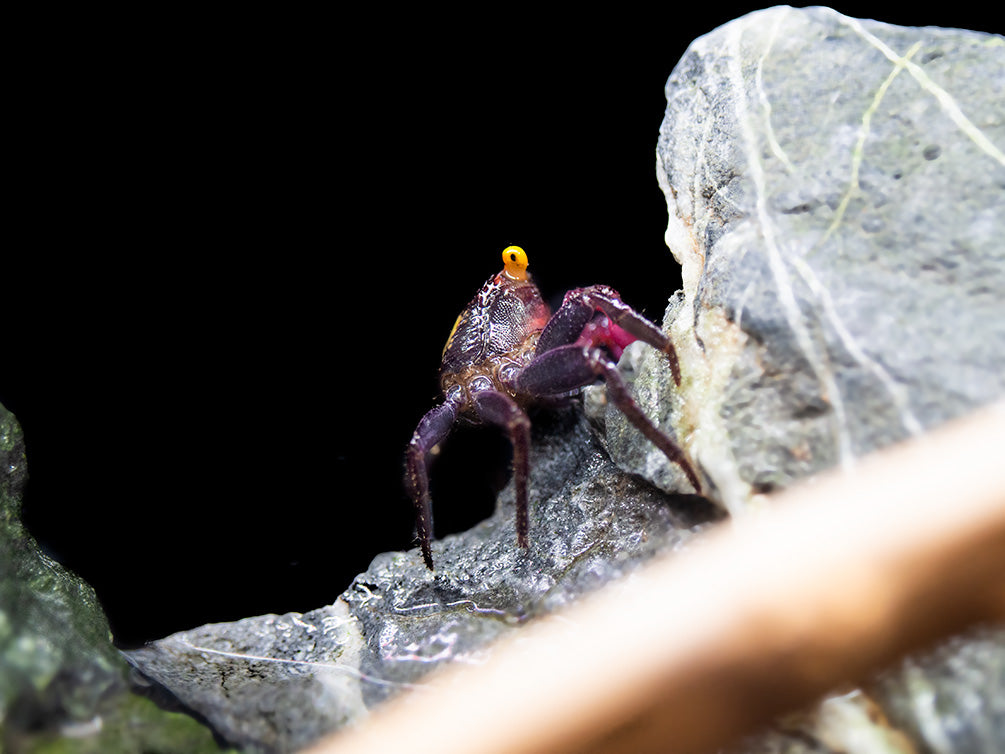 Vampire Crab (Geosesarma dennerle)