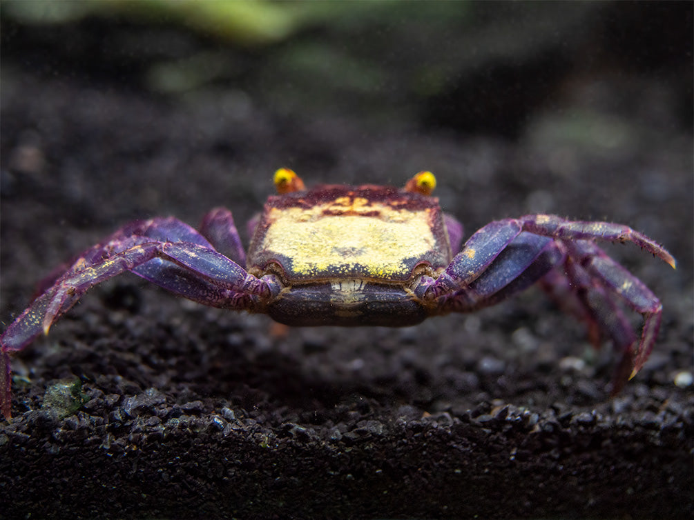 Vampire Crab (Geosesarma dennerle)