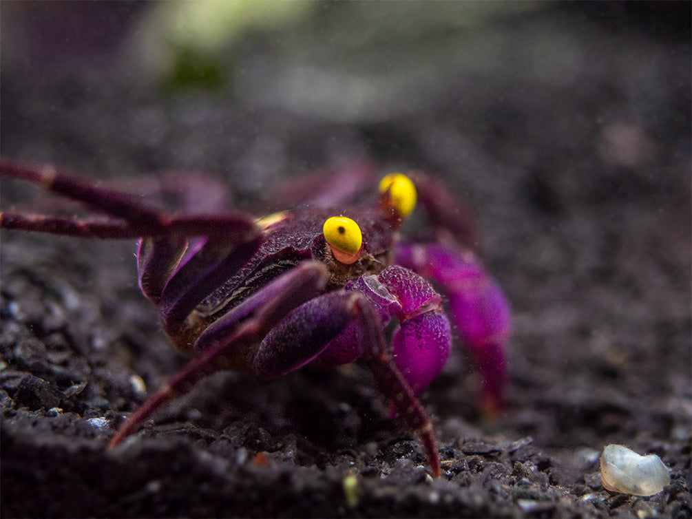 Vampire Crab (Geosesarma dennerle)