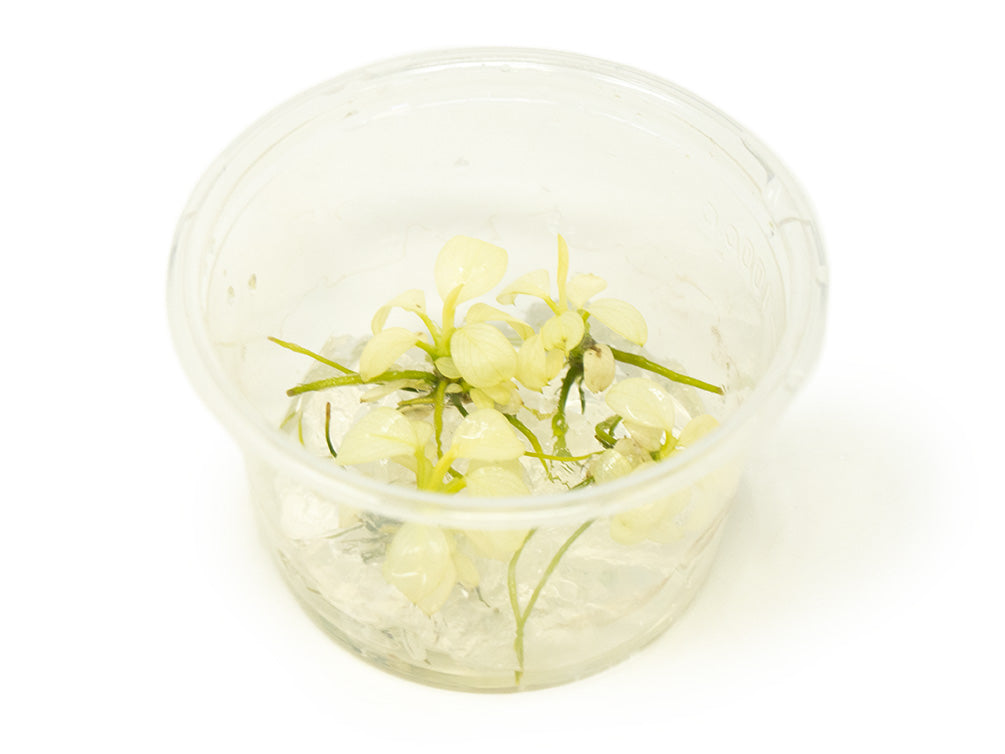 Variegated Anubias Nana (Anubias barteri “Variegated Nana”) Tissue Culture