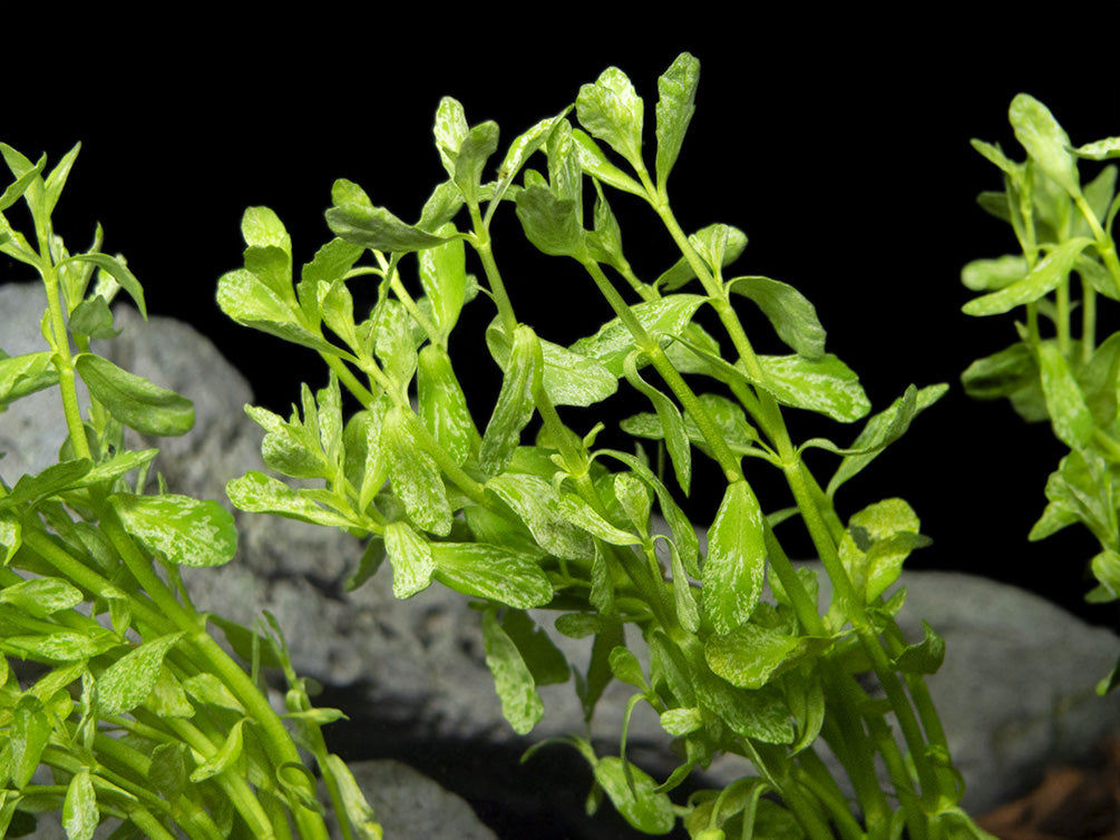 Variegated Moneywort (Bacopa monnieri Variegatus)