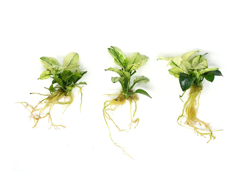 Variegated Anubias Nana (Anubias barteri “Variegated Nana”), bareroot or potted