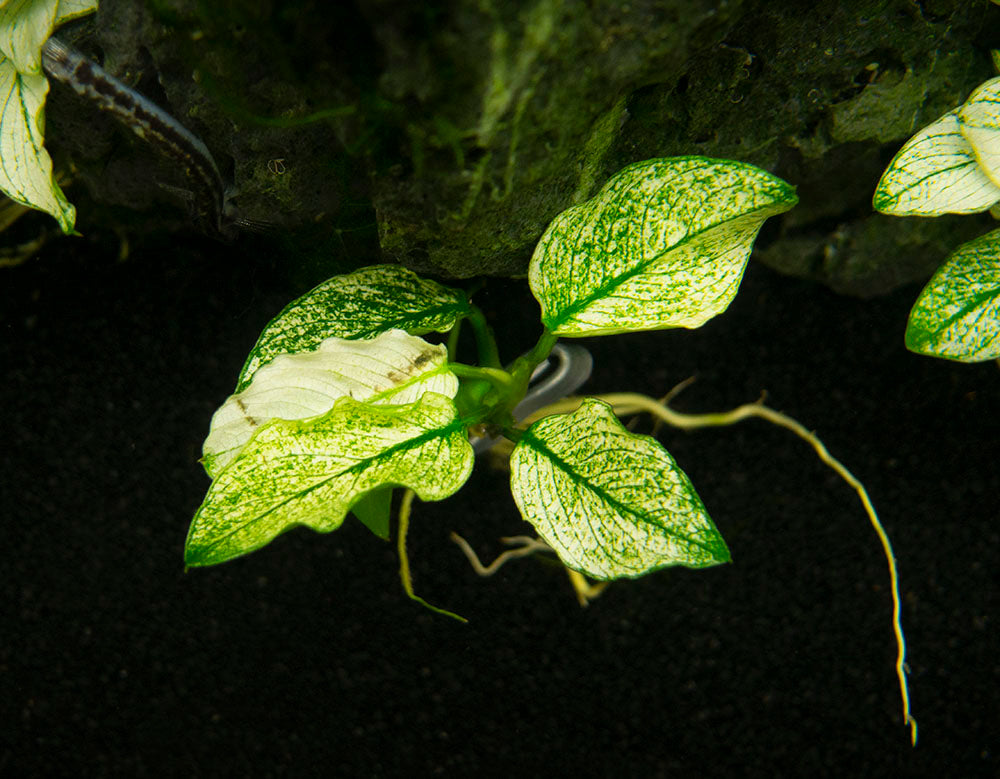 Variegated Anubias Nana (Anubias barteri “Variegated Nana”), bareroot or potted