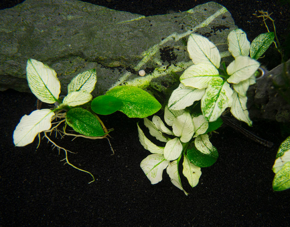 Variegated Anubias Nana (Anubias barteri “Variegated Nana”), bareroot or potted
