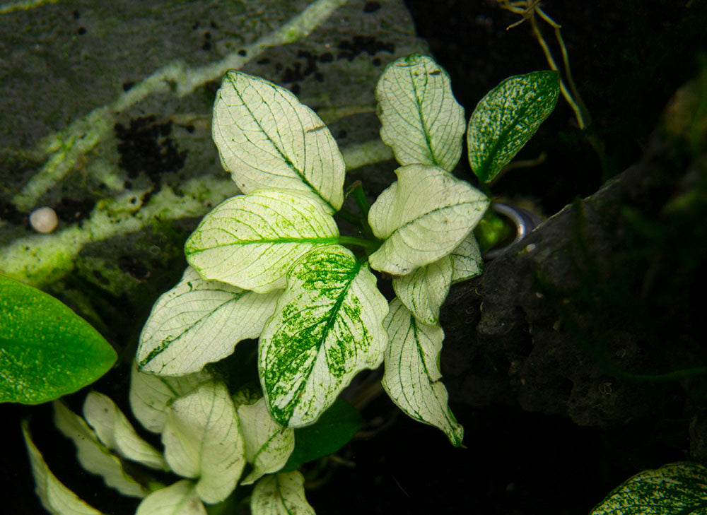 Variegated Anubias Nana (Anubias barteri “Variegated Nana”), bareroot or potted